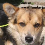 Pies do adopcji, Nowy Dwór Mazowiecki, 21 sierpnia 2025