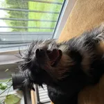 Znaleziono psa, Łódź, 22 sierpnia 2025