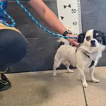 Przyjęty: 2025-08-21 Gmina: Czernichów Płeć: Pies Opis: mieszaniec, tricolor