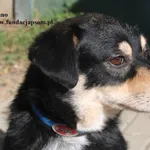 Pies do adopcji, Nowy Dwór Mazowiecki, 21 sierpnia 2025