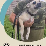 Znaleziono psa, Dąbrówka, 15 sierpnia 2025