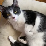 Zaginął kot, Zamość, 23 sierpnia 2025