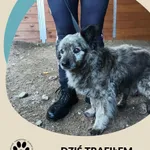 Znaleziono psa, Dąbrówka, 12 sierpnia 2025