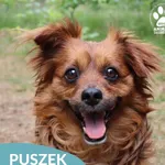 Znaleziono psa, Dąbrówka, 14 czerwca 2026