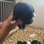 Znaleziono psa, Sosnowiec, 22 sierpnia 2025