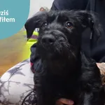 Znaleziono psa, Dąbrówka, 10 sierpnia 2025