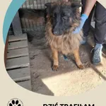 Znaleziono psa, Dąbrówka, 7 sierpnia 2025