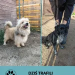 Znaleziono psa, Dąbrówka, 8 sierpnia 2025