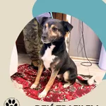 Znaleziono psa, Dąbrówka, 1 stycznia 2026