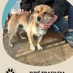 Znaleziono psa, Dąbrówka, 9 sierpnia 2025