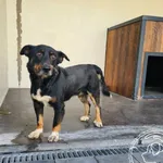 Przyjęty: 2025-08-22 Gmina: Chęciny Płeć: Pies Opis: mieszaniec, tricolor