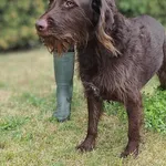 Znaleziono psa, Lublin, 22 sierpnia 2025