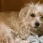 Pies do adopcji, Głowno, 23 sierpnia 2025