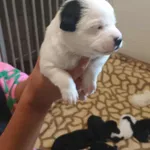 Znaleziono psa, Sosnowiec, 22 sierpnia 2025