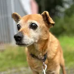 Znaleziono psa, Żywiec, 23 sierpnia 2025