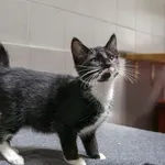 Kot do adopcji, Sopot, 24 sierpnia 2025