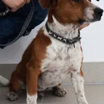 Znaleziono psa, Łódź, 23 sierpnia 2025