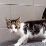 Kot do adopcji, Sopot, 24 sierpnia 2025