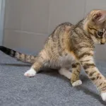 Kot do adopcji, Sopot, 24 sierpnia 2025