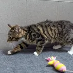 Kot do adopcji, Sopot, 24 sierpnia 2025