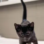 Kot do adopcji, Sopot, 24 sierpnia 2025