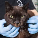 Znaleziono kota, Łódź, 22 sierpnia 2025