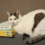 Zaginął kot, Wrocław, 24 sierpnia 2025