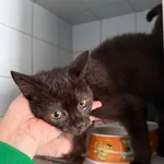 Znaleziono kota, Lublin, 23 sierpnia 2025