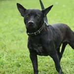 Pies do adopcji, Ropczyce, 25 sierpnia 2025