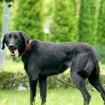 Jager - ur.ok. 04.2024r.