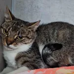 Znaleziono kota, Sosnowiec, 23 sierpnia 2025