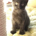 Znaleziono kota, Sosnowiec, 21 sierpnia 2025