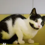 Kot do adopcji, Starogard Gdański, 25 sierpnia 2025