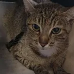 Znaleziono kota, Lublin, 23 sierpnia 2025