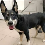 Znaleziono psa, Grudziądz, 24 sierpnia 2025