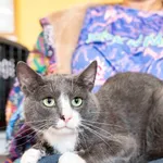 Znaleziono kota, Skałowo, 25 sierpnia 2025