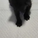 Znaleziono kota, Sosnowiec, 21 sierpnia 2025