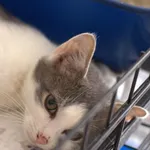 Znaleziono kota, Sosnowiec, 22 sierpnia 2025