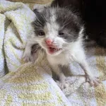 Znaleziono kota, Sosnowiec, 21 sierpnia 2025