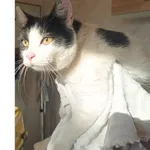 Znaleziono kota, Białystok, 22 sierpnia 2025