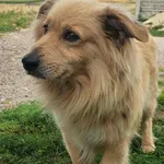 Pies do adopcji, Racławice, 21 sierpnia 2025