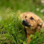 Pies do adopcji, Racławice, 20 sierpnia 2025