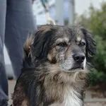 Znaleziono psa, Lublin, 26 sierpnia 2025