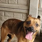 Pies do adopcji, Choszczno, 8 sierpnia 2025