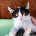 Znaleziono kota, Racławice, 22 sierpnia 2025