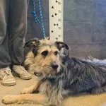 Przyjęty: 2025-08-25 Gmina: Babice Płeć: Pies Opis: mieszaniec, szaro-biszkoptowe