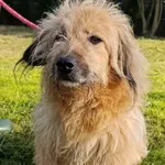 Pies do adopcji, Bełchatów, 8 czerwca 2025