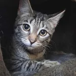 Kot do adopcji, Olsztyn, 18 sierpnia 2025