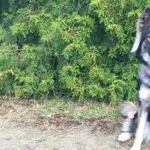 Znaleziono psa, Henrykowo, 20 sierpnia 2025