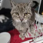 Kot do adopcji, Jelenia Góra, 31 lipca 2025